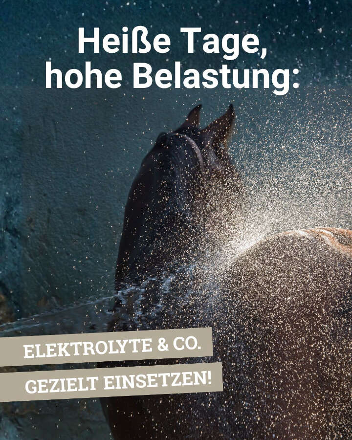 DER SommerBanner 1080x1350px 01
